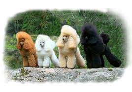 toy poodle puppies