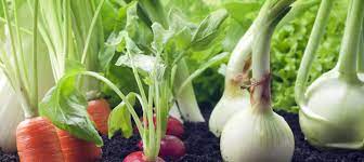 Jakie warzywa sadzić obok siebie, sąsiedztwo warzyw - Target