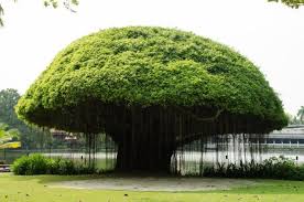 The National Tree Of India Banyan
