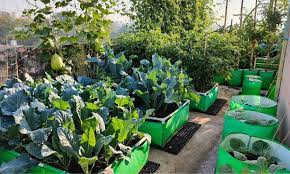How To Grow Vegetables Like Market On