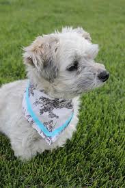 To learn more about our other treatments or to get a specific quote from us, just contact a location near you. Pin By Maddie Stanton On Diy Dog Bandanas Collars More Dog Bandanna Dog Bandanna Diy Dog Collar Bandana
