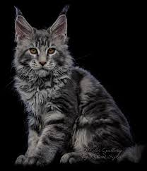 Pin On Maine Coon Norwegian Forest Cat Long Furred Cats
