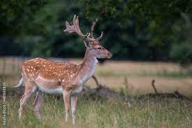 fallow deer in woodlands in england