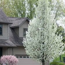 cleveland select pear tree pyrus