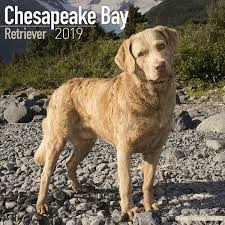 Calendar 2020 Chesapeake Bay Retriever