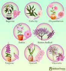 75 Plants With Pink Flowers Names
