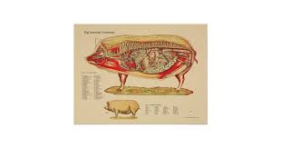 Pig Veterinary Internal Anatomy Chart Zazzle Com