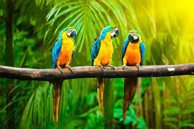 macaw stock photos royalty free macaw