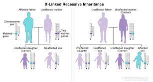 Chromosomes x and y do not make up a fully homologous pair. Definition Of X Linked Recessive Inheritance Nci Dictionary Of Genetics Terms National Cancer Institute