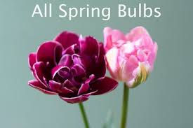 Buy High Quality Flower Bulbs