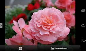 beautiful flowers live wallpaper for