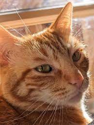 why orange tabby cats get black spots