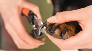 7 best dog nail clippers of 2024 reviewed