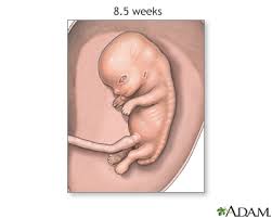 fetal development information mount