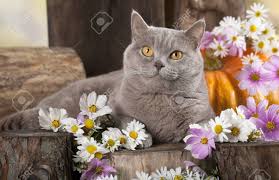 It can progress into vomiting and hinder swallowing. Cat And Flowers Stock Photo Picture And Royalty Free Image Image 32892218