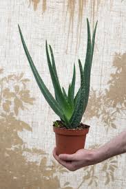 Throughout your life, you have probably heard by many times how beneficial aloe vera is for your body. Aloe Vera Uk Grown Healthy Houseplant House Of Plants