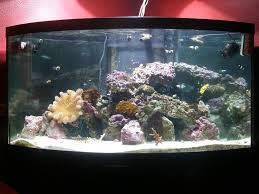 Shop fish tank stands & cabinets like wood & metal aquarium. 92 Gallon Corner Aquarium Full Reef Complete Systems Austin Reef Club