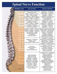 Spinal Cord And Nerve Function C4 5 6 T12 L3 4 5 And S1
