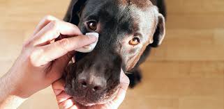 let s discuss eye ulcers in dogs