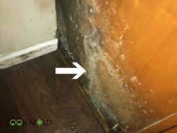 white mold how to identify and remove