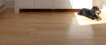 clean hardwood floors with pets