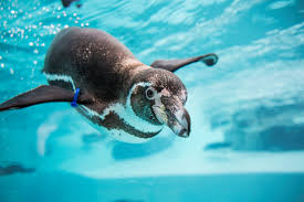 What could be more fun than having your very own penguin?!? Fun Interesting Facts About Humboldt Penguins For Kids