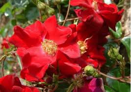 rosa alcantara noare flower carpet