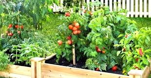 How A Fruit And Vegetable Garden Be