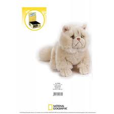 national geographic kids cat persian