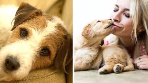 expert warns against kissing dogs on