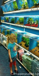 We will find the best pet shops near you (distance 5 km). A Fish As A First Pet