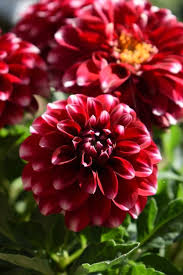 69 000 hybrid red dahlia pictures