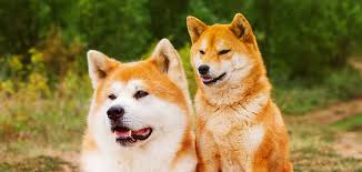 Dogecoin's price was over $0.70 on saturday, but shortly after musk's mention of it on snl, the price fell, hitting $0.47 as of 1pm on may 9. Akita Vs Shiba Inu Which Native Japanese Dog Is The Best