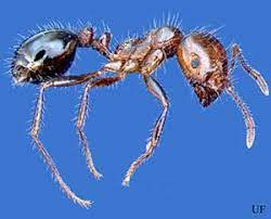 fire ants gardening solutions