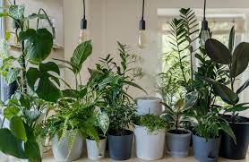 the best plants for beginners in singapore