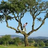 can-you-climb-a-tree-to-hit-a-golf-ball