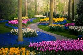 Keukenhof is located in the town of lisse, which is about halfway between amsterdam and the those driving to the gardens can reach keukenhof via motorways a4 (exit nieuwvennep) and a44. Photos Of Keukenhof Flower Fields In The Netherlands Without People