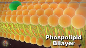 Phospholipid Bi Layer