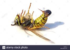 Wasp Sting Cut Out Stock Images Pictures Alamy