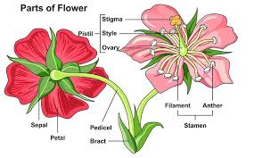 Different parts of the flower are represented by their respective symbols. Parts Of A Flower For Kids Parts Of A Flower Flower Structure Flower Anatomy