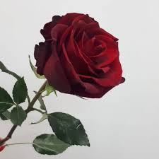 Rose rosse extra – FIORIT