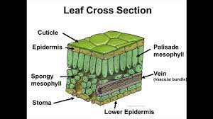 parts of a leaf you