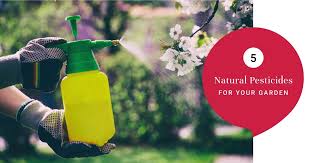 natural pesticides 5 chemical free
