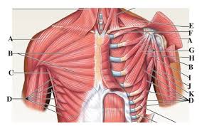 These upper chest exercises will pump and balance out your pecs. Upper Torso Muscles Diagram Quizlet