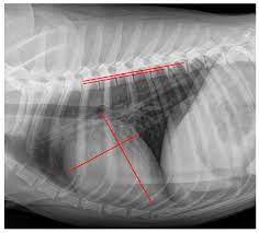 Animals | Free Full-Text | Methods of Radiographic Measurements of Heart  and Left Atrial Size in Dogs with and without Myxomatous Mitral Valve  Disease: Intra- and Interobserver Agreement and Practicability of Different