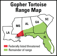 Fact Sheet On Gopher Tortoise A Dry Land Turtle North