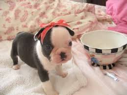 We are french bulldog breeders in los angeles, ca, but serve the entire world! French Bulldog Puppies For Sale