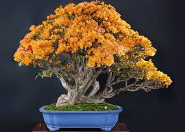 bougainvillea bonsai tree bonsai empire