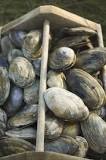 What is the best state to dig for clams?