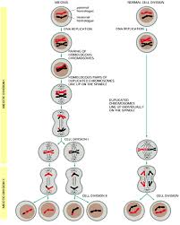 Diagram Of Meiosis And Mitosis Normal Cell Division With